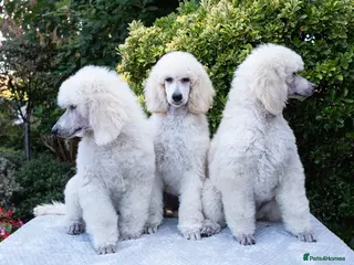 Standard Poodle dogs Outstanding Standard Poodle Puppies - Advert 5