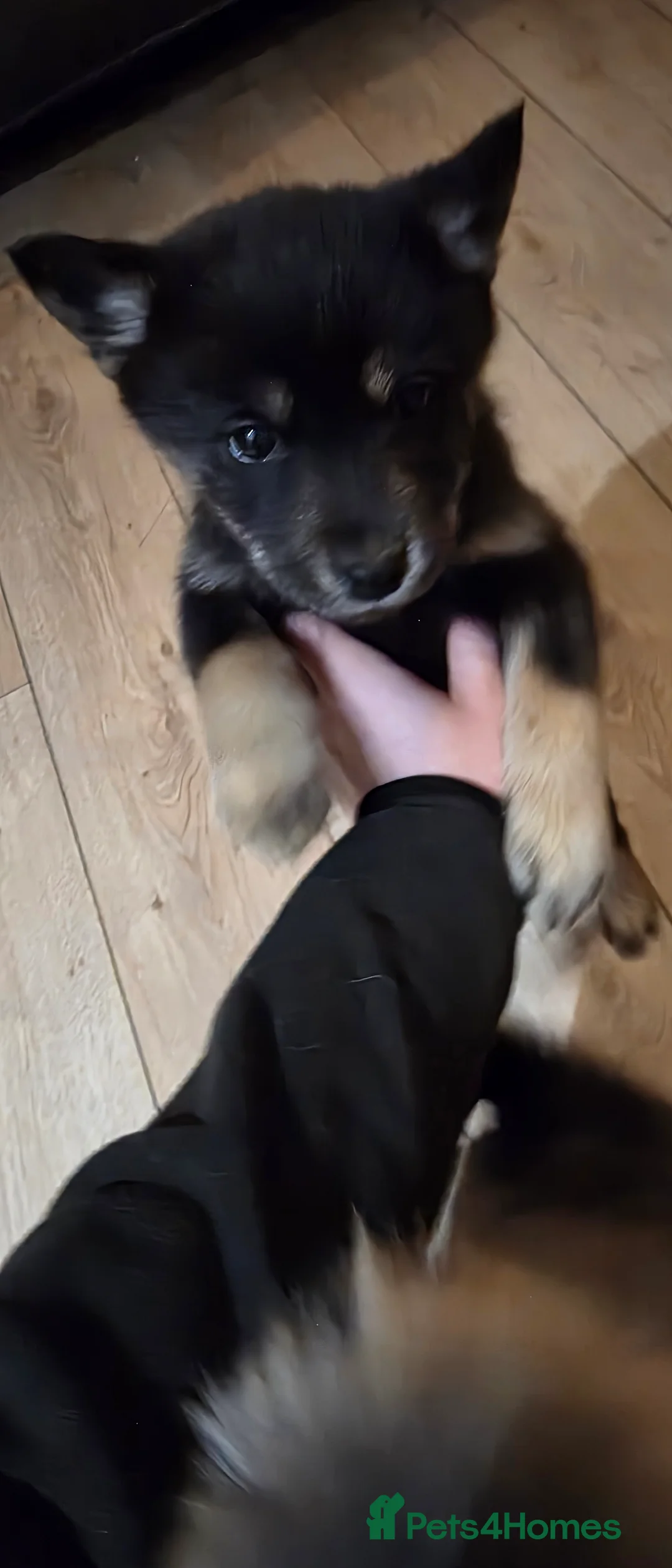 Mixed Breed dogs for sale: Adorable Merle Chowski's for sale  - Advert 39