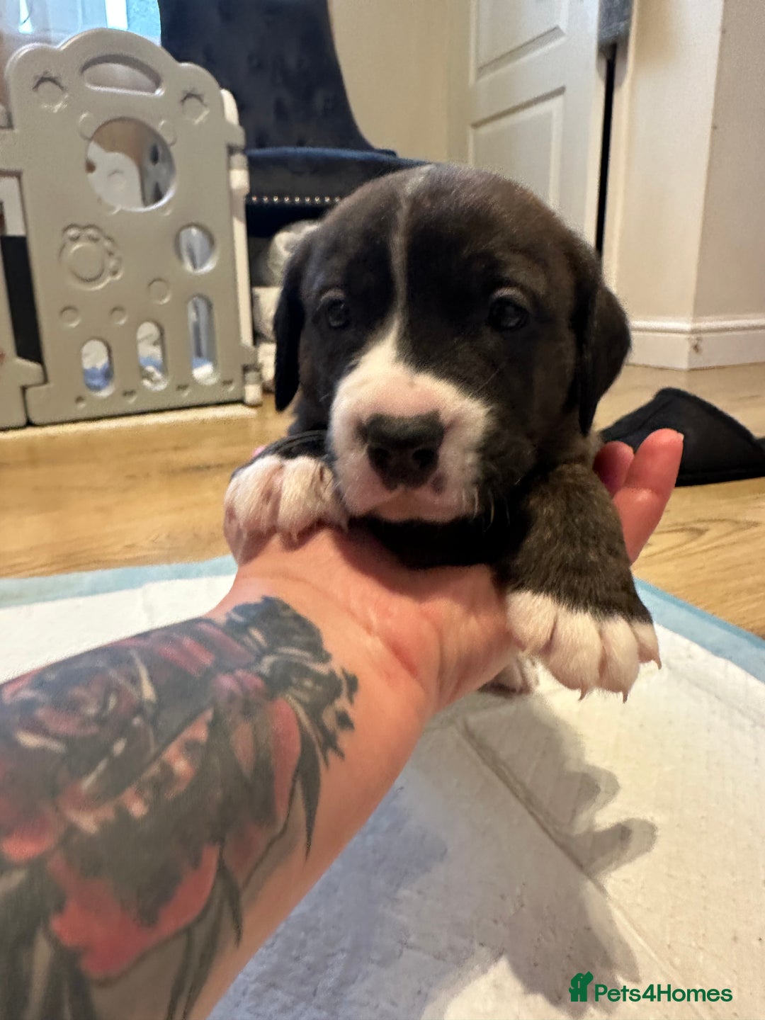 Mixed Breed dogs for sale: Lab- Cane Corso Puppies Looking for Loving Homes - Advert 12