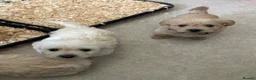 Westiepoo dogs for sale: Beautiful westiepoo puppies  - Advert 20