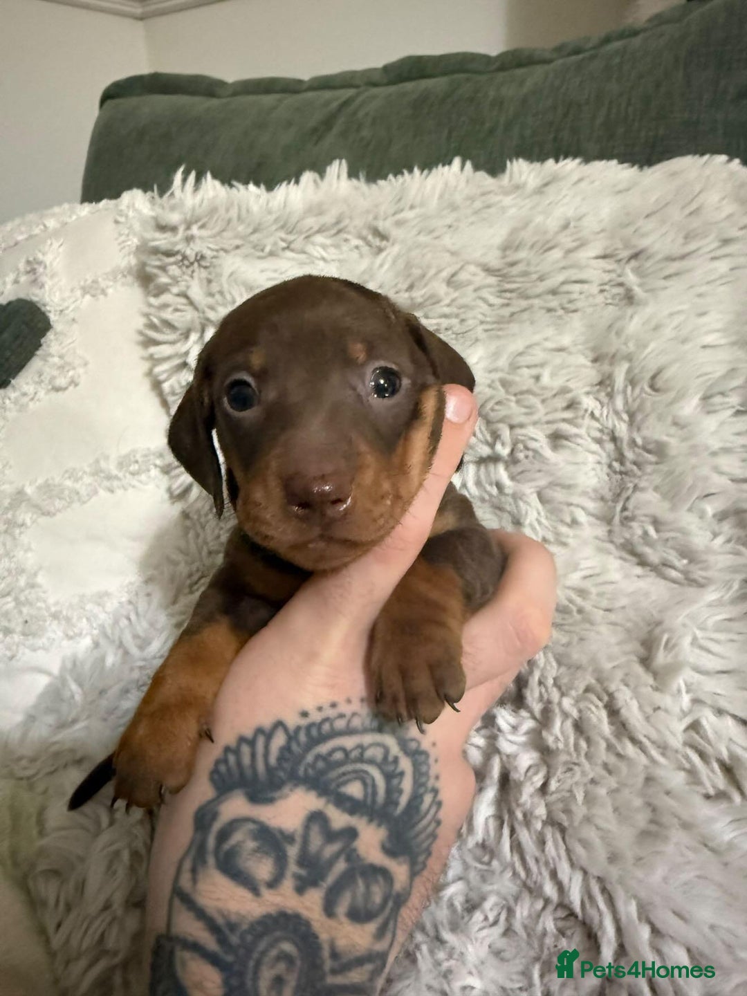 Miniature Dachshund dogs for sale: Black and tan miniature dachshund puppies   - Advert 3