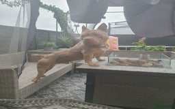 Mixed Breed dogs for sale: Pocket bully pups - Image 7