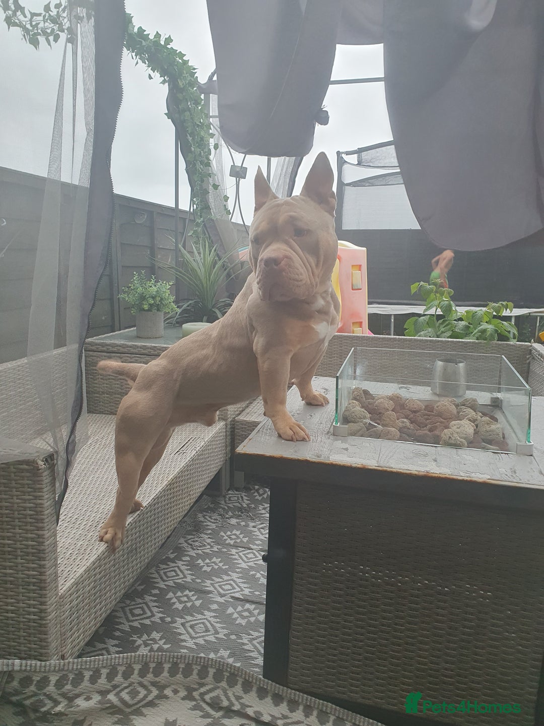 Mixed Breed dogs for sale: Pocket bully pups - Image 7