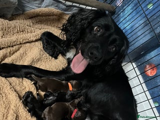 Cocker Spaniel dogs for sale: Cocker spaniel puppies - Advert 1
