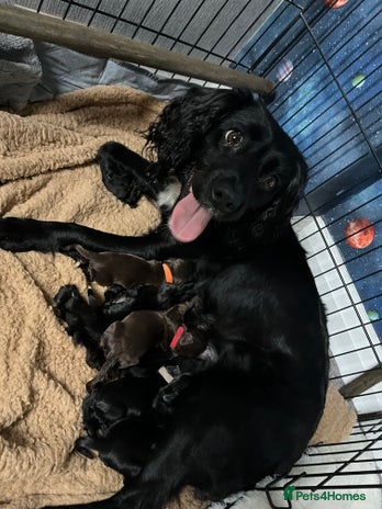 Cocker Spaniel dogs Cocker spaniel puppies - Advert 1