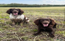 Sprocker dogs for sale: Sprocker pups  - Image 13