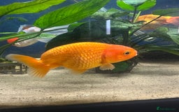 Fancy Goldfish fish for sale: 7 fancy gold fish for sale  - Image 3