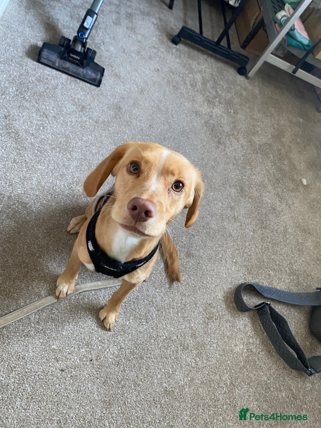 Mixed Breed dogs for sale: Archie - Jack Russel x cocker spaniel  - Image 6