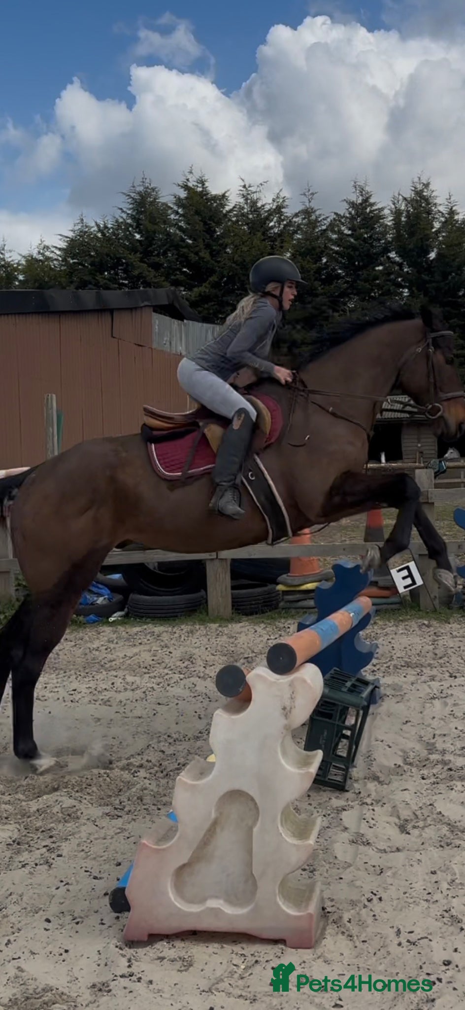 Irish Thoroughbred horses Super safe teenager dream horse  - Advert 6