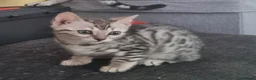 Bengal cats for sale: Rare Bengal kittens  - Advert 2