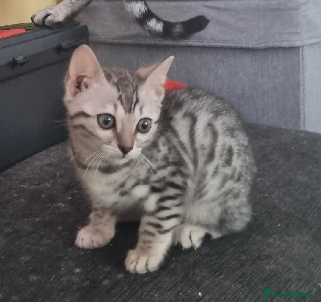 Bengal cats for sale: Rare Bengal kittens  - Advert 2