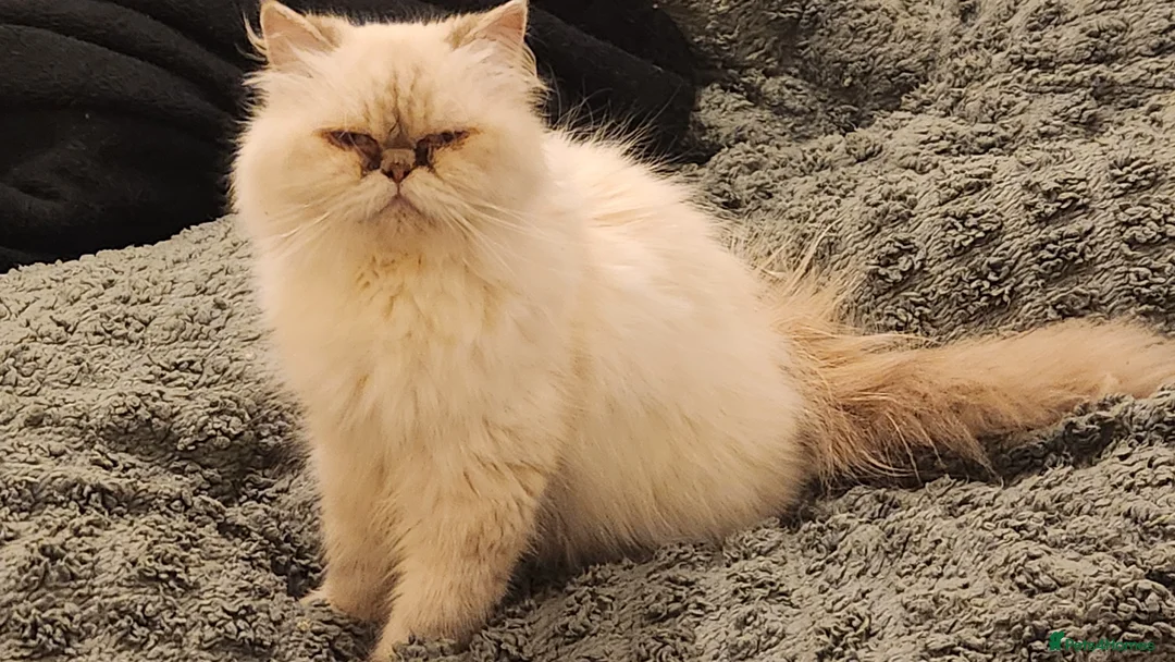 Persian cats for sale: Pure Persian Kittens for sale - Advert 2