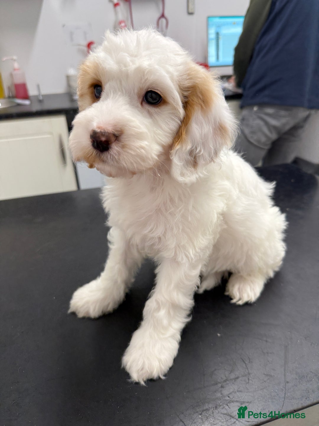 Cockapoo dogs for sale: Gorgeous Cockapoo puppies - Advert 6