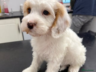 Cockapoo dogs Gorgeous Cockapoo puppies - Advert 14