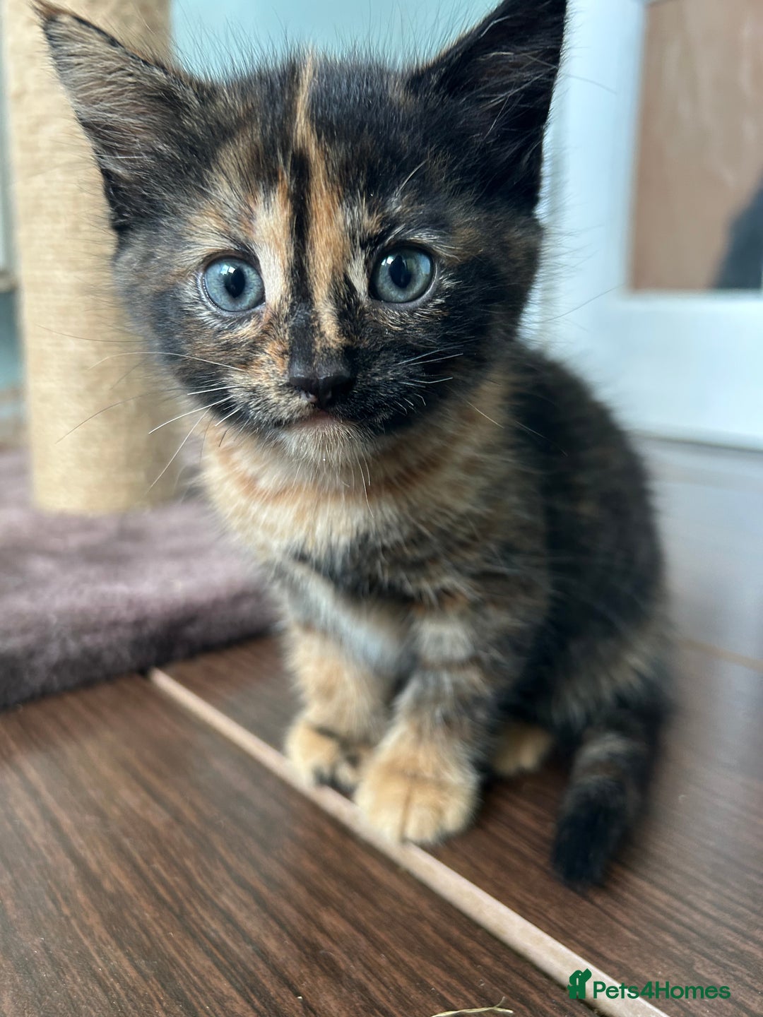 Mixed Breed cats for sale: Five friendly kittens  - Image 4