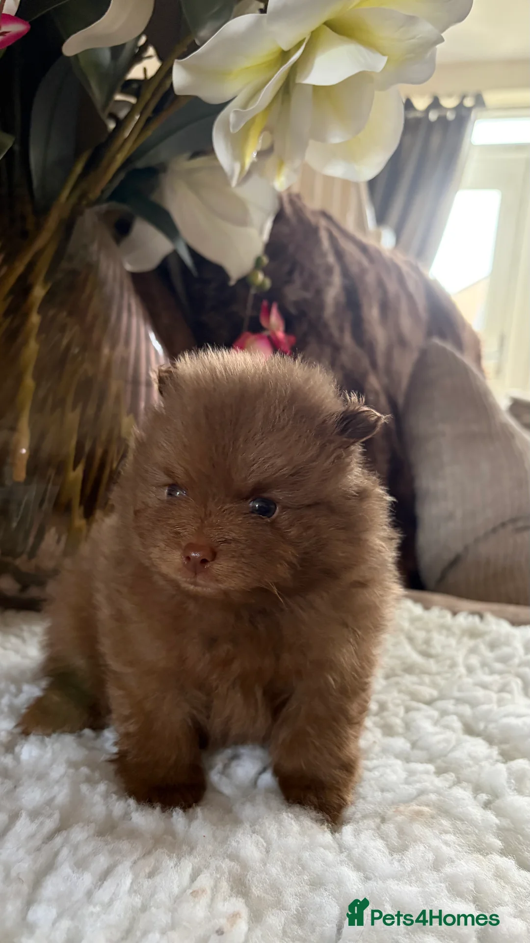 Pomeranian dogs for sale: 2 stunning male Pomeranian ready for new homes now - Advert 35