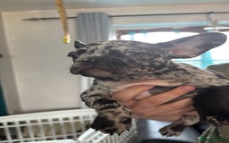 French Bulldog dogs for sale: French bulldogs LAST ONE !  - Image 18