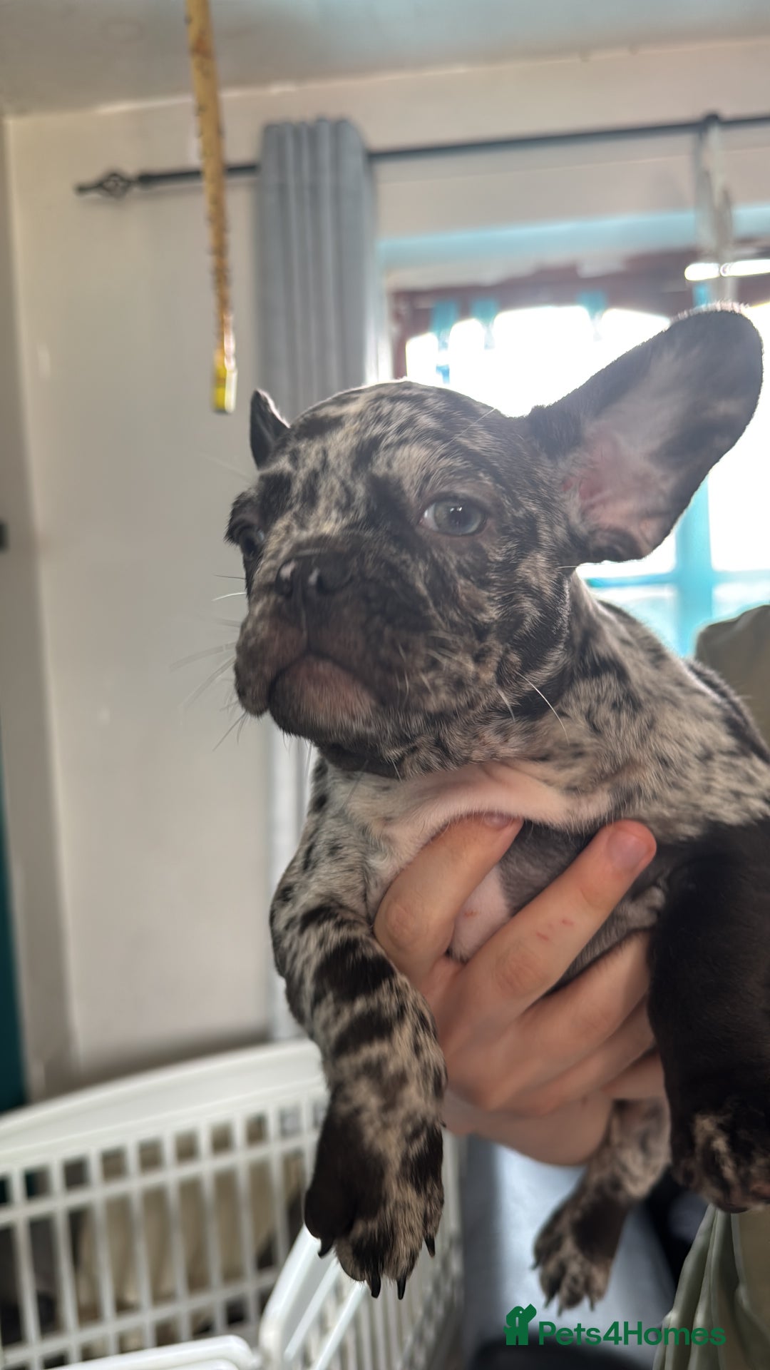French Bulldog dogs for sale: French bulldogs LAST ONE !  - Image 18