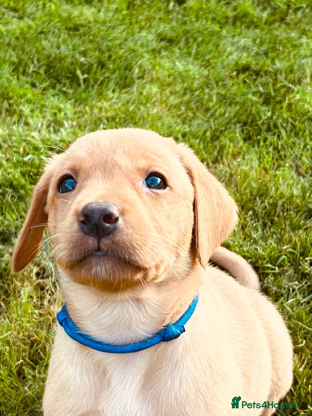 Labrador Retriever dogs KC REG FOX RED LABRADOR PUPPIES - Advert 15