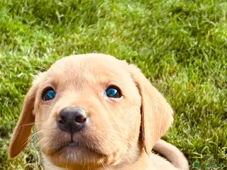 Labrador Retriever dogs KC REG FOX RED LABRADOR PUPPIES - Advert 15