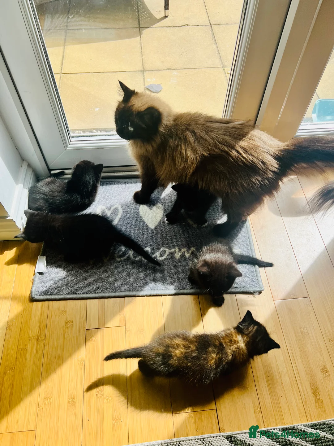 Ragdoll cats for sale: Adorable Teddy Bear Mink Ragdoll x BSH kittens  - Advert 2