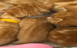 Mixed Breed cats for sale: Pure Ginger GIRLS - Image 17
