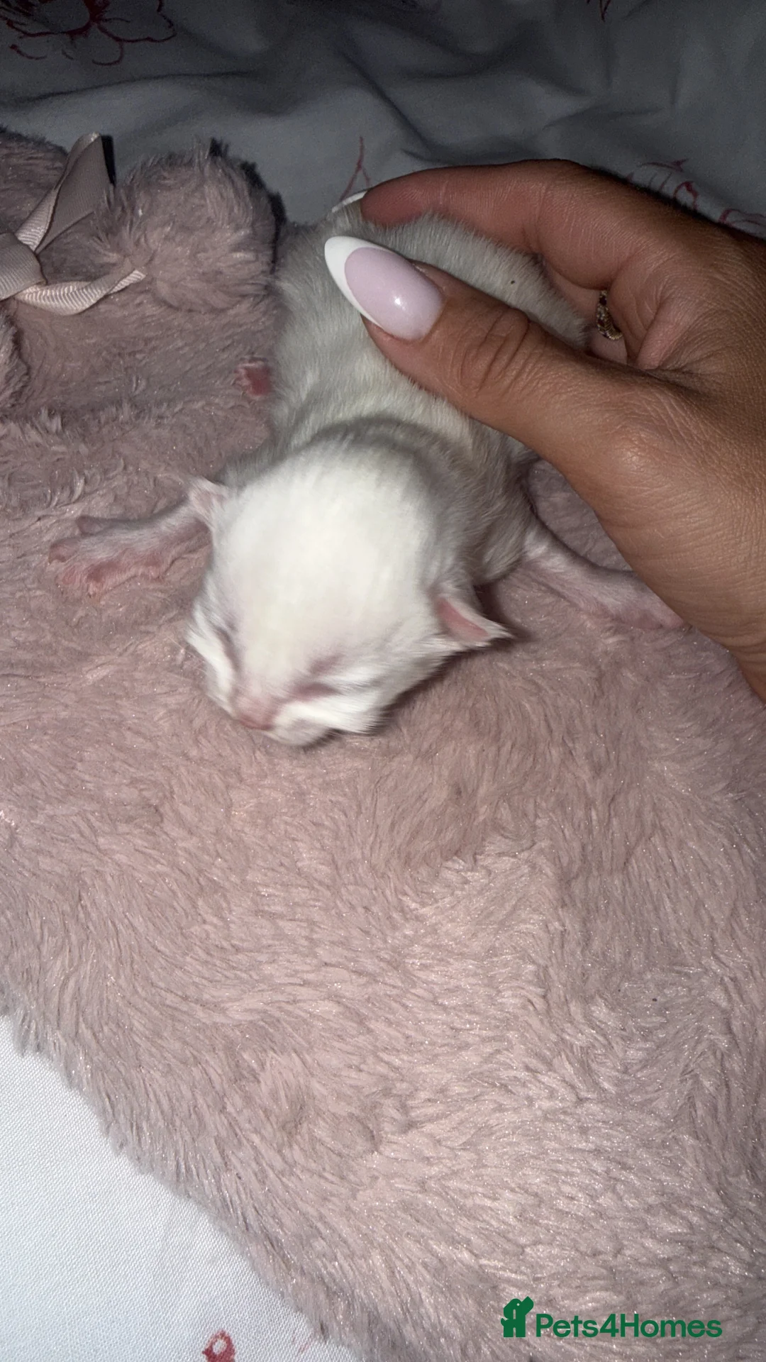 Maine Coon cats for sale: Maine coon mixed breed  - Advert 3