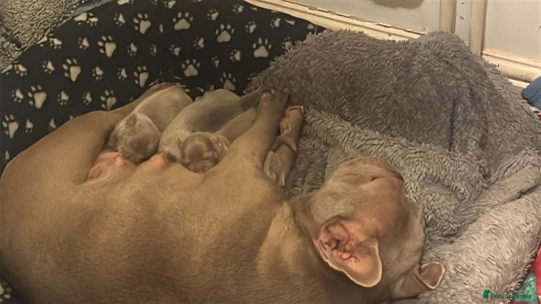 Mixed Breed dogs for sale: Beautiful French Bulldog x Chihuahua Puppies  - Advert 1