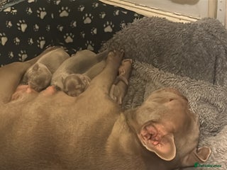 Mixed Breed dogs Beautiful French Bulldog x Chihuahua Puppies - Advert 1