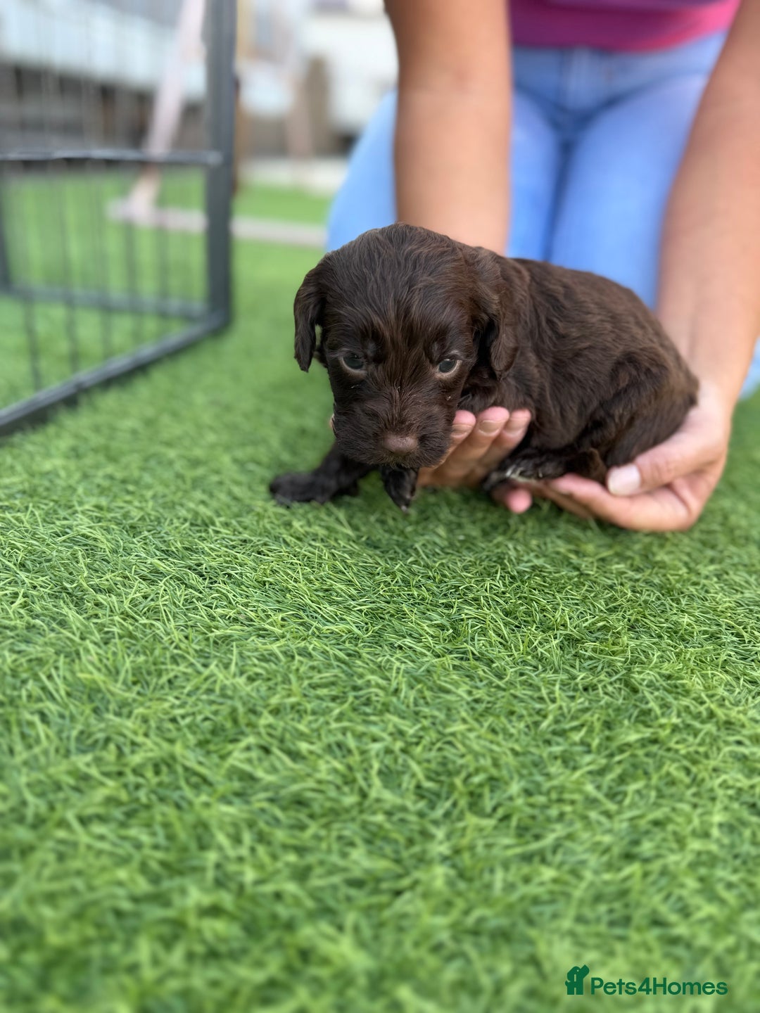 Cockapoo dogs for sale: Cockerpoo puppies - Image 25