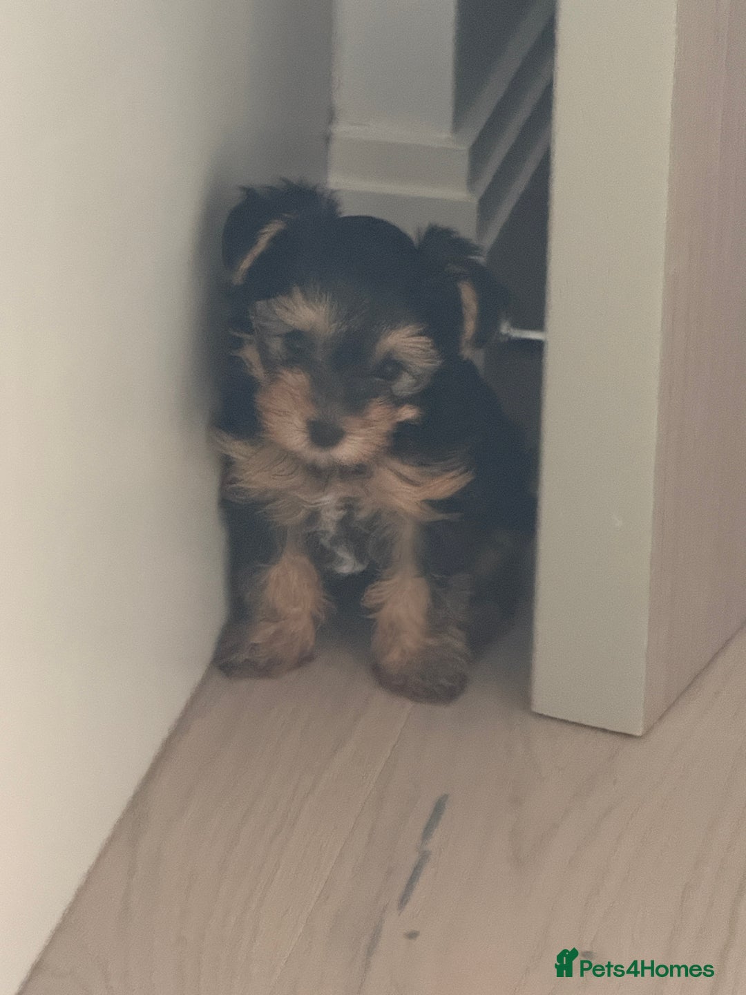 Yorkshire Terrier dogs for sale: Adorable Yorkshire Terrier Puppy for Sale - Image 9