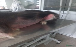 Mixed Breed dogs for adoption: BLUE3 - a lovely boy for a Loving Home - Image 12