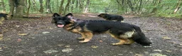 German Shepherd dogs for stud: Hector DNA ,Hips,Elbows perfec.STUD GSD long hair  in Doncaster - Advert 13