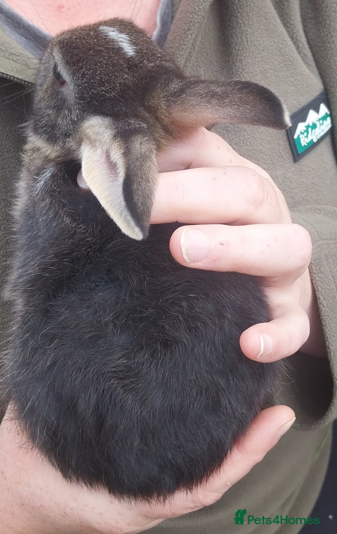 Mixed Breed rabbits for sale: Lovely mixed breed boy rabbit - Advert 2