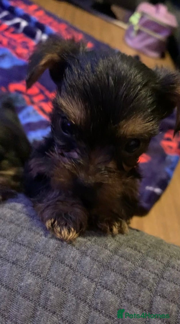 Yorkshire Terrier dogs Minature Yorkshire terrier puppies for sale  - Advert 5