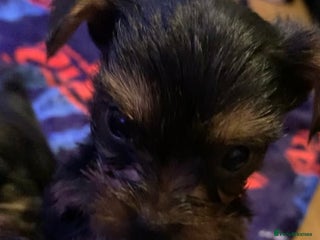 Yorkshire Terrier dogs Minature Yorkshire terrier puppies for sale - Advert 1