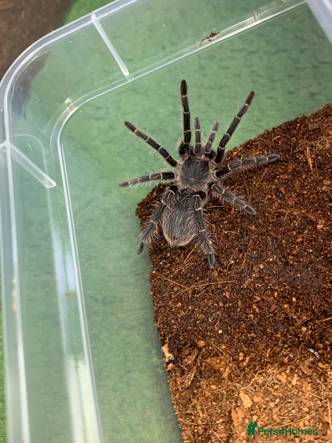 Tarantulas invertebrates for sale: Juvenile Eupalaestrus campestratus for sale - Image 2
