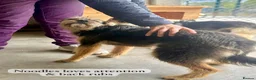 Mixed Breed dogs for adoption: Noodle, 11 months approx. Available for adoption. - Advert 18