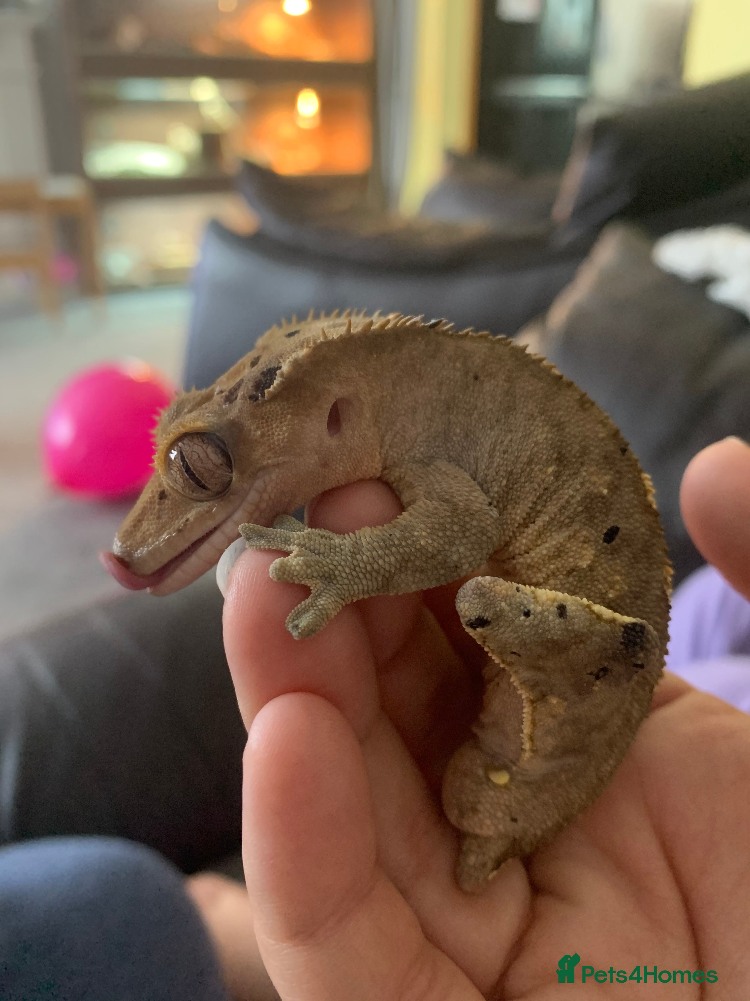 Gecko reptiles 1 Crested Gecko 3 Gargoyle Geckos - Advert 1