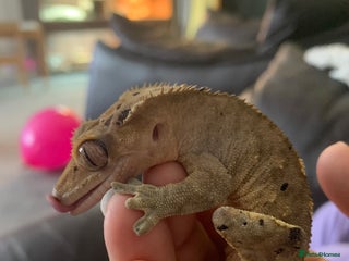 Gecko reptiles 1 Crested Gecko 3 Gargoyle Geckos - Advert 1