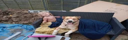 Mixed Breed dogs for sale: Husky Cross Looking for His Forever Home - Advert 5
