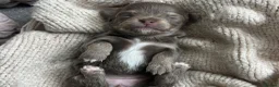 Chihuahua dogs for sale: 🐾🩶 OUTSTANDING litter of EXCEPTIONAL Chihuahuas - Advert 31