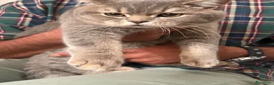 Scottish Fold 2