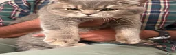 Scottish Fold cats for sale: 2 6 Months loving scottish Kittens - Advert 6