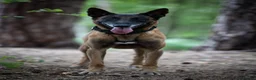 Belgian Shepherd Dog dogs for sale: Belgian Malinois available for active home  in Reading - Advert 7