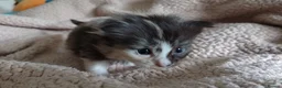 Norwegian Forest Cat cats for sale: Beautiful pedigree Norwegian Forest kittens  - Advert 11