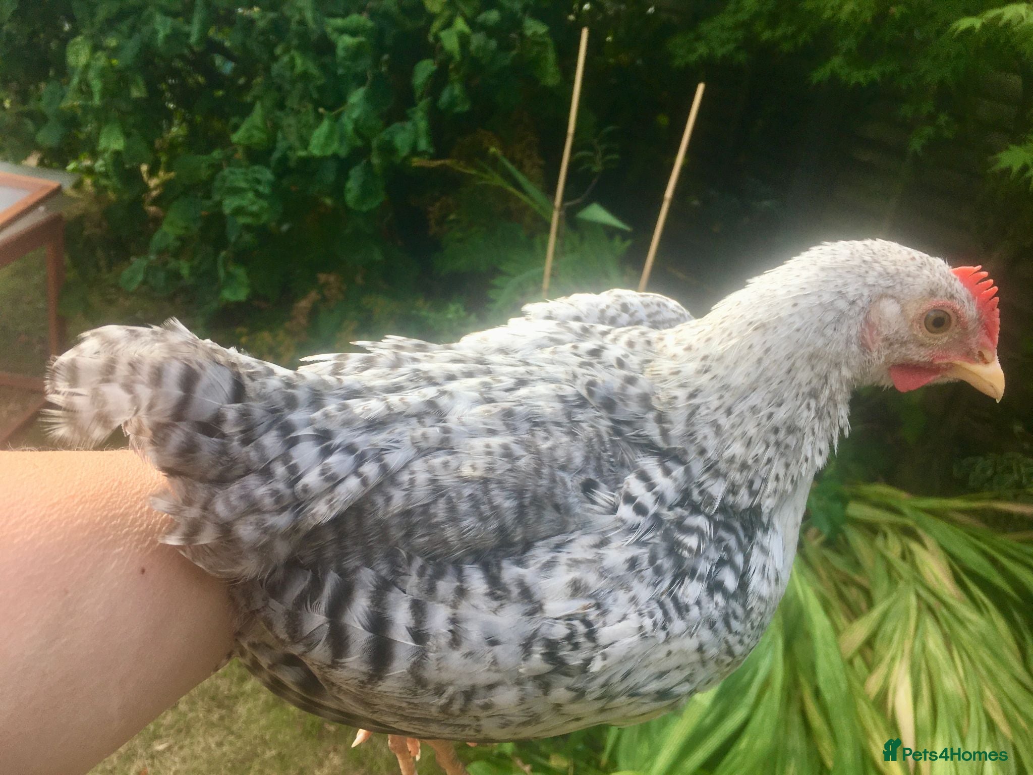 Chickens poultry Silver Welbar Bantam Cockerels - Advert 1