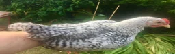 Chickens poultry for sale: Silver Welbar Bantam Cockerels - Advert 1
