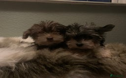 Biewer Terrier dogs for sale: Reduced Last 2 left 5 stunning Biewer Terriers - Image 2