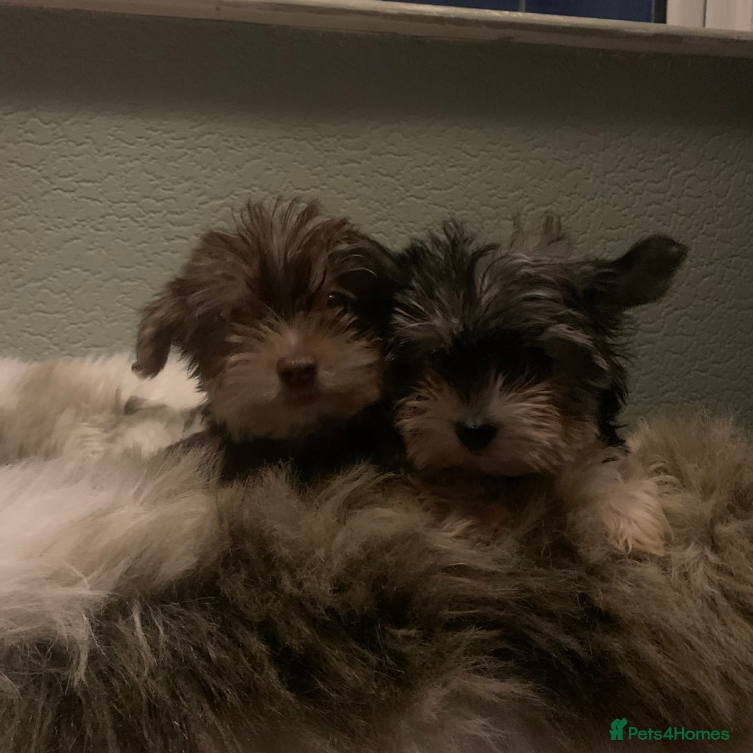 Biewer Terrier dogs for sale: Reduced Last 2 left 5 stunning Biewer Terriers - Image 2